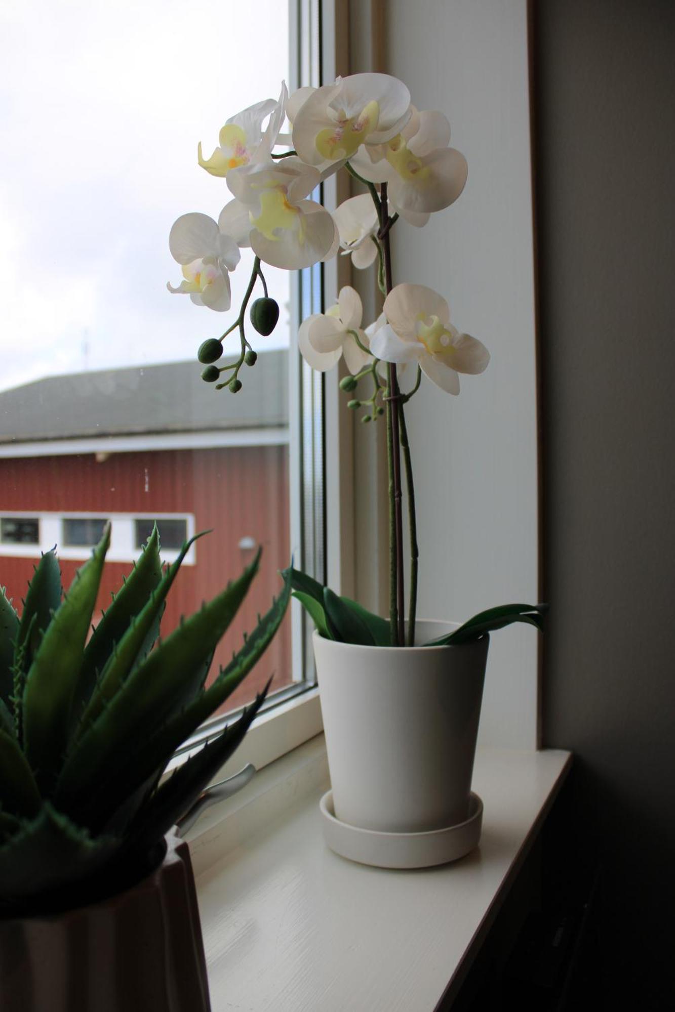Hamnhuset Bjoerkoe Apartment Bjorko  Luaran gambar
